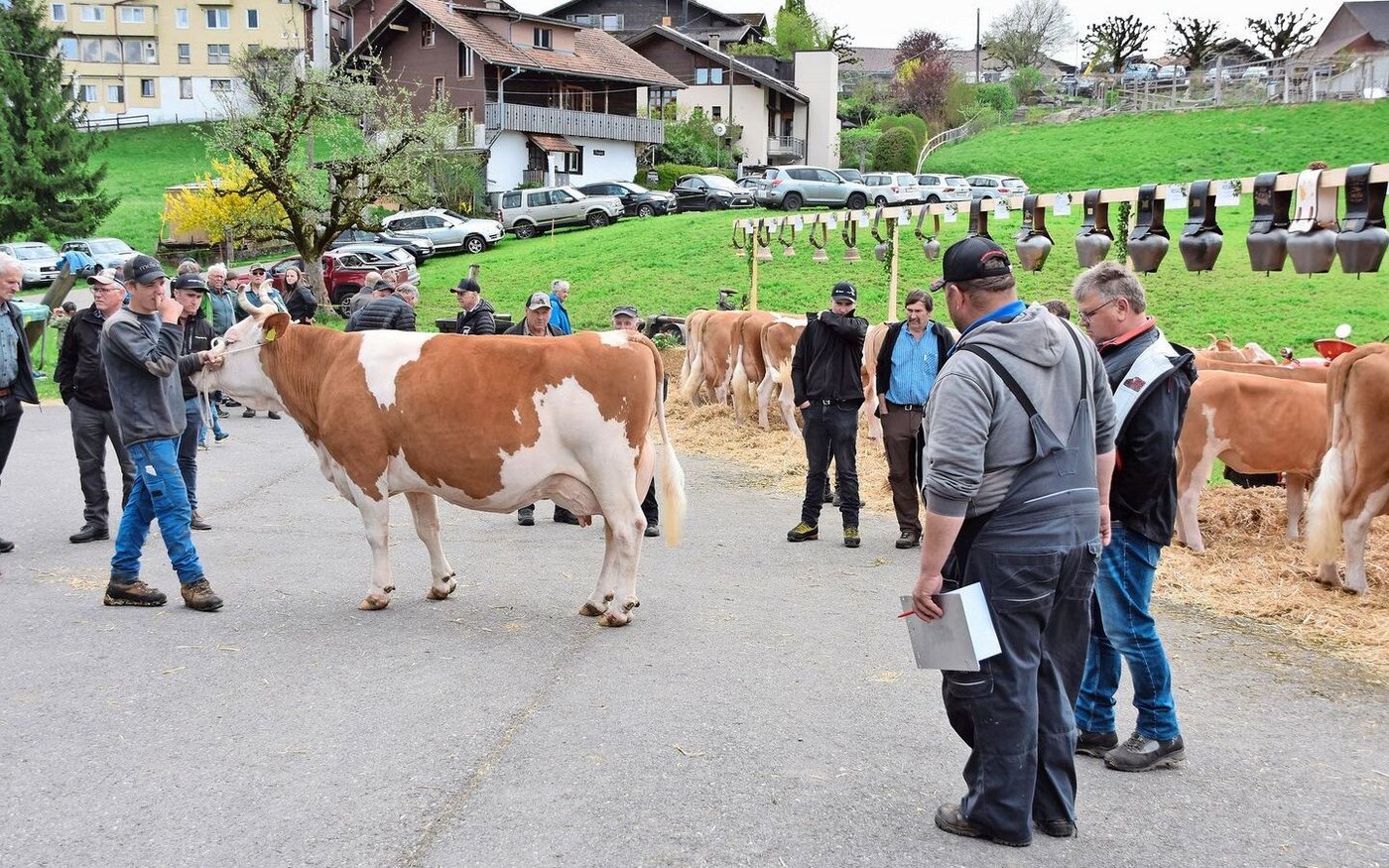 Hier wird die Stammkuh All Black Ankaebaelli von den Experten Jürg Brönnimann und Christian Aegerter begutachtet und beurteilt. 