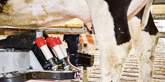 Die Technik der Melkroboter ist heute so weit fortgeschritten, dass fast jede Kuh damit gemolken werden kann.(Bild BauZ)
