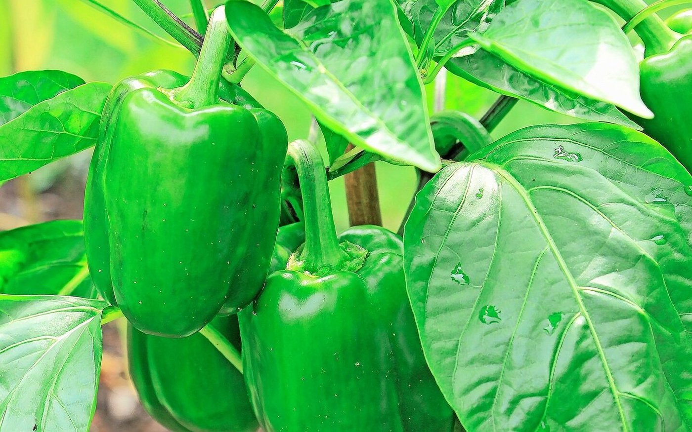 Peperoni können in unreifem Zustand geerntet werden.