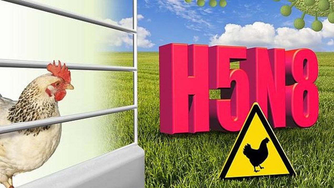 In der Schweiz gibt es bisher keine Fälle der Geflügelpest. (Bild agrar-press)