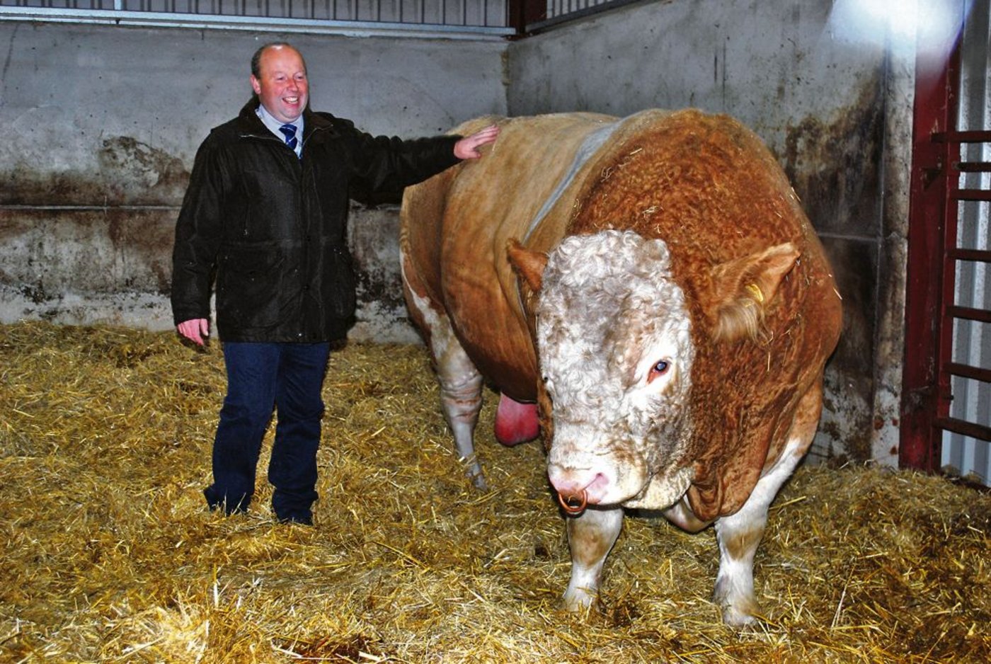 Ian Corskie hat keine Berühungsängste. Seinem Zuchtbullen, auch wenn dieser 1600 Kilogramm auf die Waage bringen, nähert er sich sicher und ruhig. (Bilder: Julia Schwery)