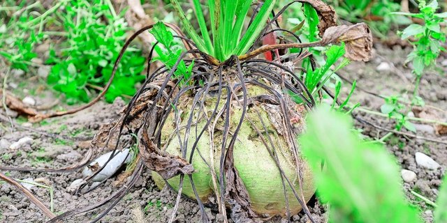 Hierzulande tritt – im Gegensatz zu Deutschalnd – bisher keine Kombination von SBR und Stobur auf. 