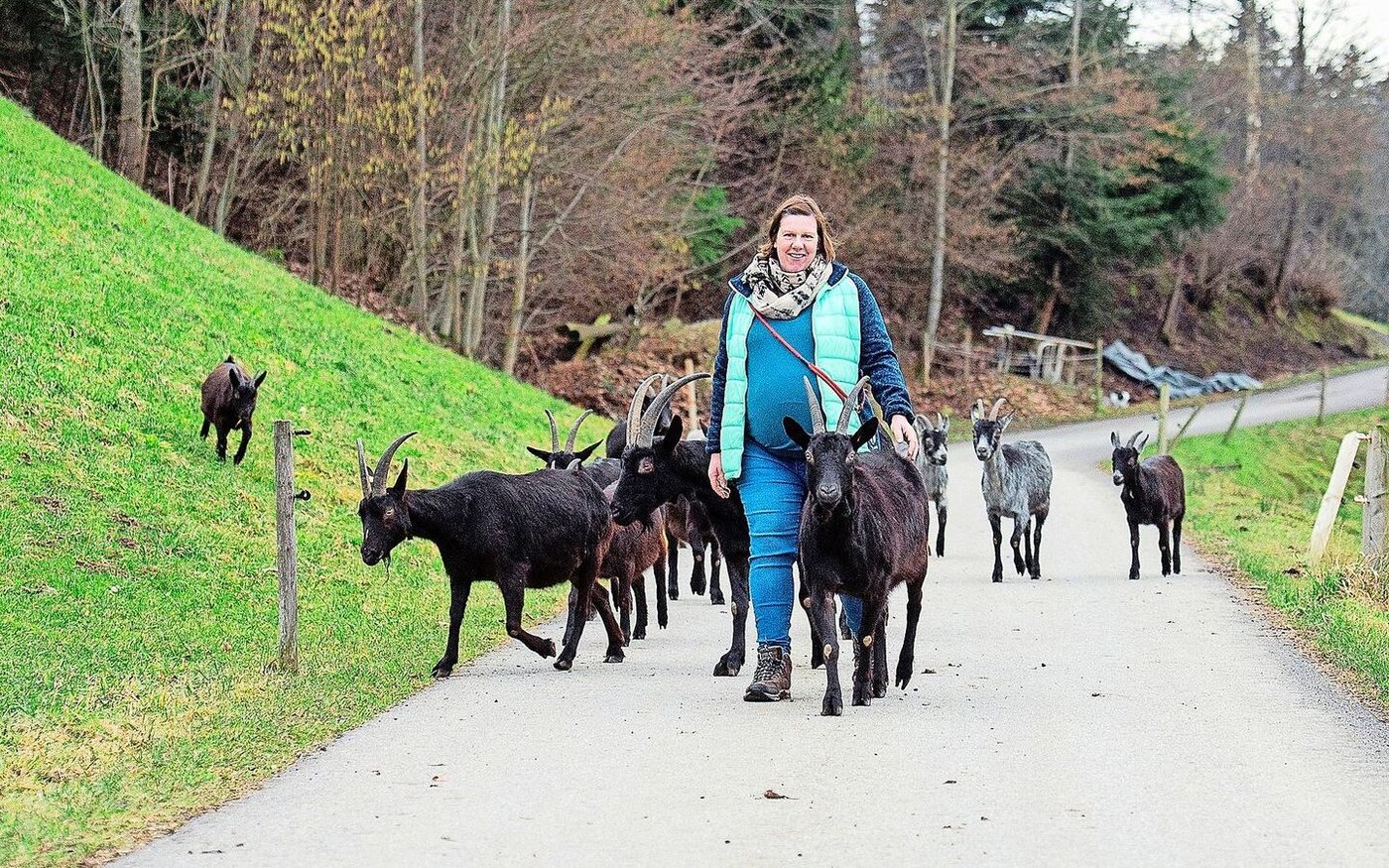 Cornelia Stalder ist mit ihrer Herde von Capra-Grigia- und Nera-Verzasca-Ziegen unterwegs. So frei laufen diese auch auf den angebotenen Wanderungen.