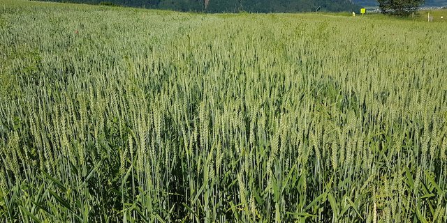 Weder bei den Richtpreisen für Brot- noch jenen für Futtergetreide gibt es 2020 Anpassungen bei Swiss Granum. (Bild zVg)