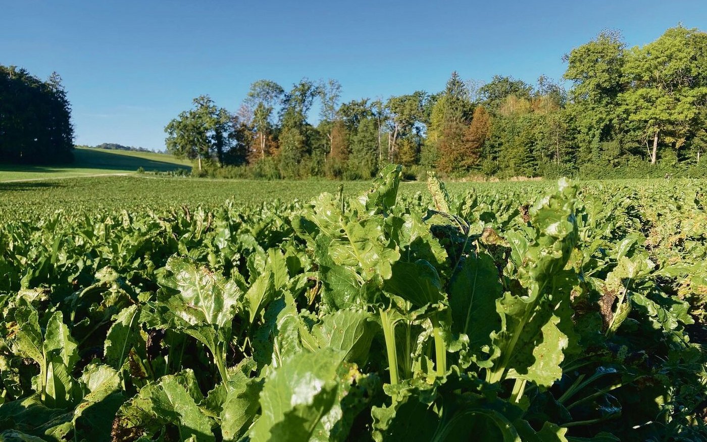 Hat alles geklappt, präsentieren sich die Zuckerrüben in sattem Grün. Wichtig sei jetzt, dass diese möglichst lange im Boden bleiben, damit das Wachstumspotenzial voll ausgeschöpft wird. 