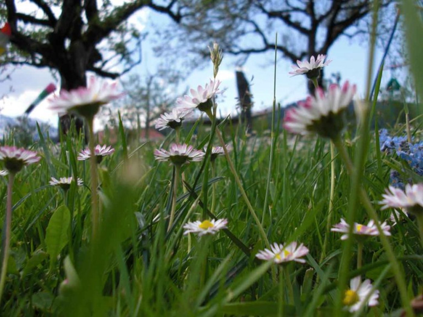 Trockenheit kann Wiesen zu schaffen machen und zur Folge haben, dass darin weniger verschiedene Pflanzen wachsen. (Bild Juliane Santos / landwirtschaft.ch)
