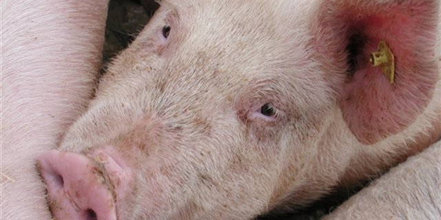 Die Schweinebestände in den USA steigen weiter. (Bild BauZ)