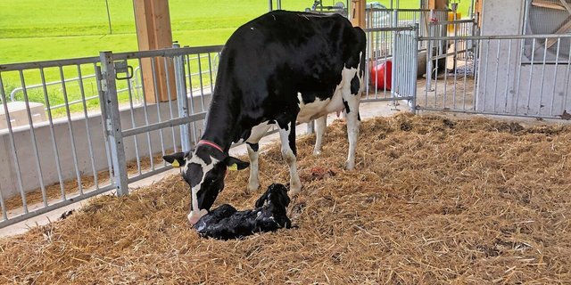 Eine Kuh leckt ihr Kalb in der Abkalbebucht.