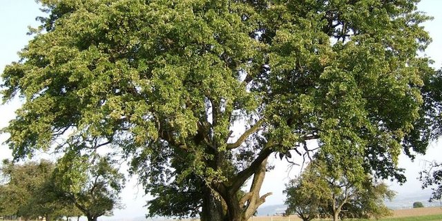 Sept-en-gueule: In der Schweiz wächst sie an einem riesigen Baum, mit einem Stammumfang von 4,7 Metern, in Orges VD.  (Bilder Klaus Gersbach)