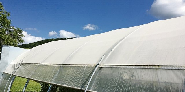 Als Schattierschicht eignet sich Roggenmehl. (Bild Armelle Rochat, FiBl)