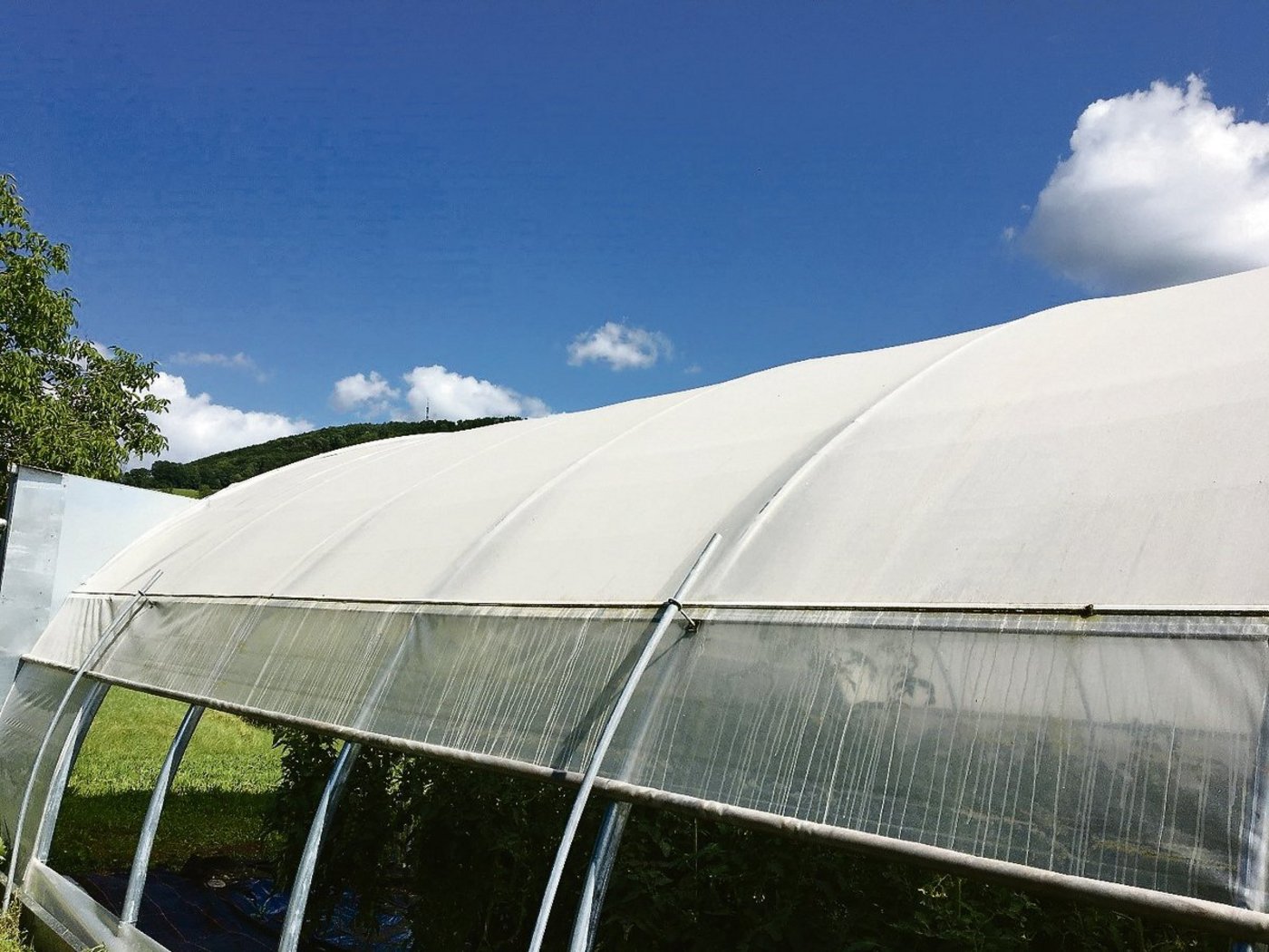 Als Schattierschicht eignet sich Roggenmehl. (Bild Armelle Rochat, FiBl)