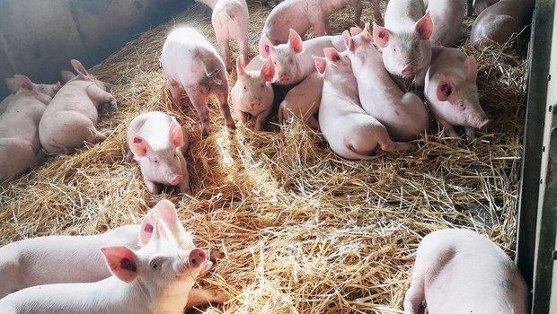 Die Ferkel geniessen trotz Reinigungspanne die saubere und frisch eingestreute Liegefläche.