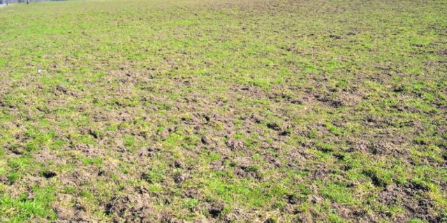 Massenbefall: Hier ist eine direkte Bekämpfung nicht mehr erfolgreich. (Bild Pierre Aeby)