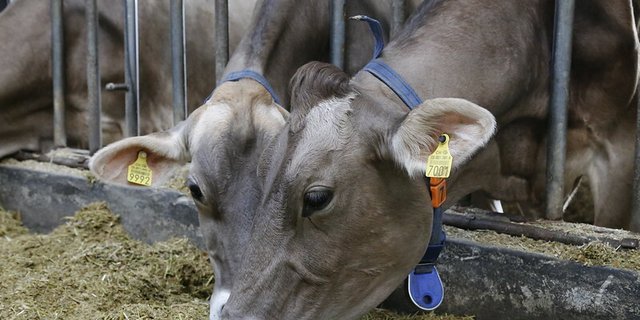Weidegras, Grassilage, Heu und Emd – die Schweizer Landwirtschaft kann auf ihren grossen Grünflächen 95 Prozent des benötigten Wiesen- und Raufutters selber produzieren. (Bild lid) 