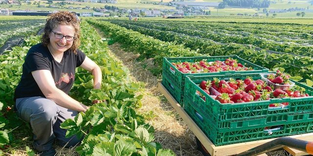 Antonia Müller im Erdbeerenfeld. Ein Teil wird für die Direktvermarktung mit Helferinnen geerntet, einen Teil der Früchte können Kunden selber pflücken. 