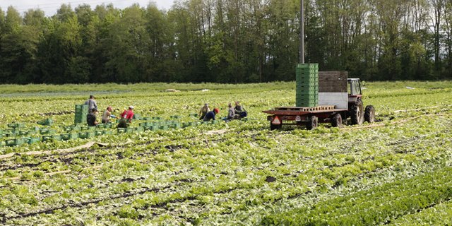 Landwirtschaftliche Angestellte bekommen nicht zwei Prozent mehr Lohn. (Bild ji)