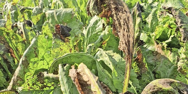 Ein starker Cercospora-Befall kann Zuckerertragsverluste von bis zu 50 Prozent verursachen, aufgrund vom «zuckerfressenden» Wiederaustrieb der Blätter.