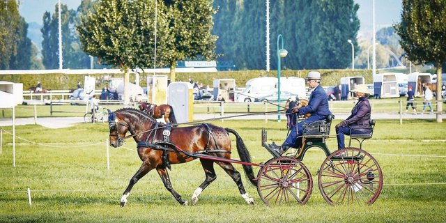 Das Schweizer Nationalgestüt befindet sich aktuell auf Sparkurs. Auch personell scheint es einige Turbulenzen zu durchleben. 