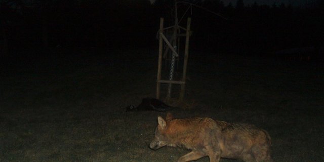Am Sonntagmorgen schoss eine Fotofalle vor dem zuletzt betroffenen Hof um sieben Uhr ein Bild von einem erwachsenen Wolf. (Bild zVg)