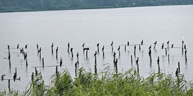 Im Fanel fühlen sich die Kormorane wohl. Täglich legen sie für die Nahrungssuche zwischen 20 bis 50 Kilometer zurück. 