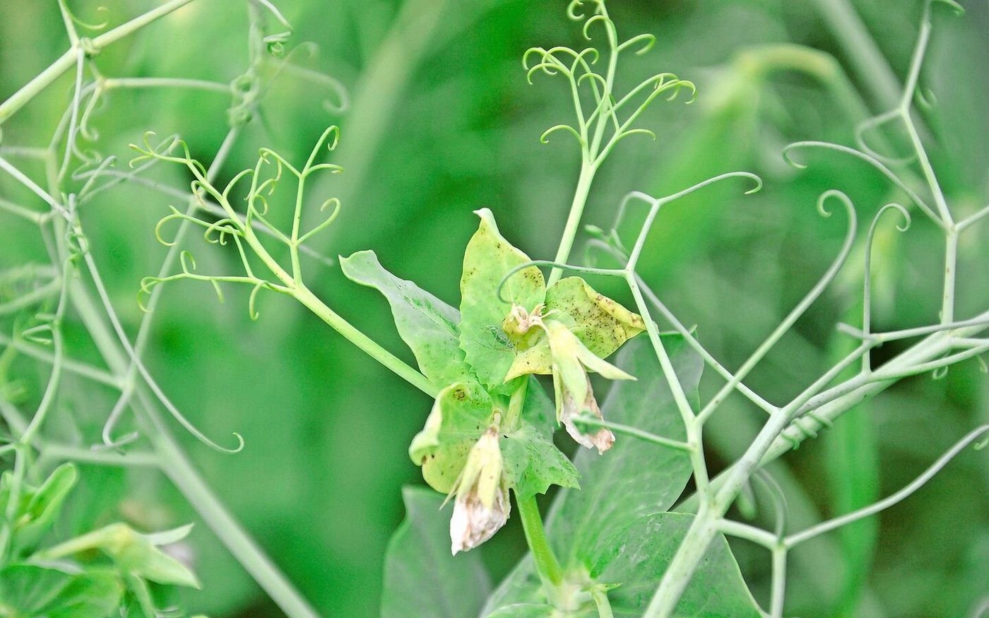 Geflügelte Blattläuse (hier in der Bildmitte auf einer Erbsenpflanze) können mehrere Kilometer weit fliegen. So entkommen sie z. B. Wirtsknappheit.