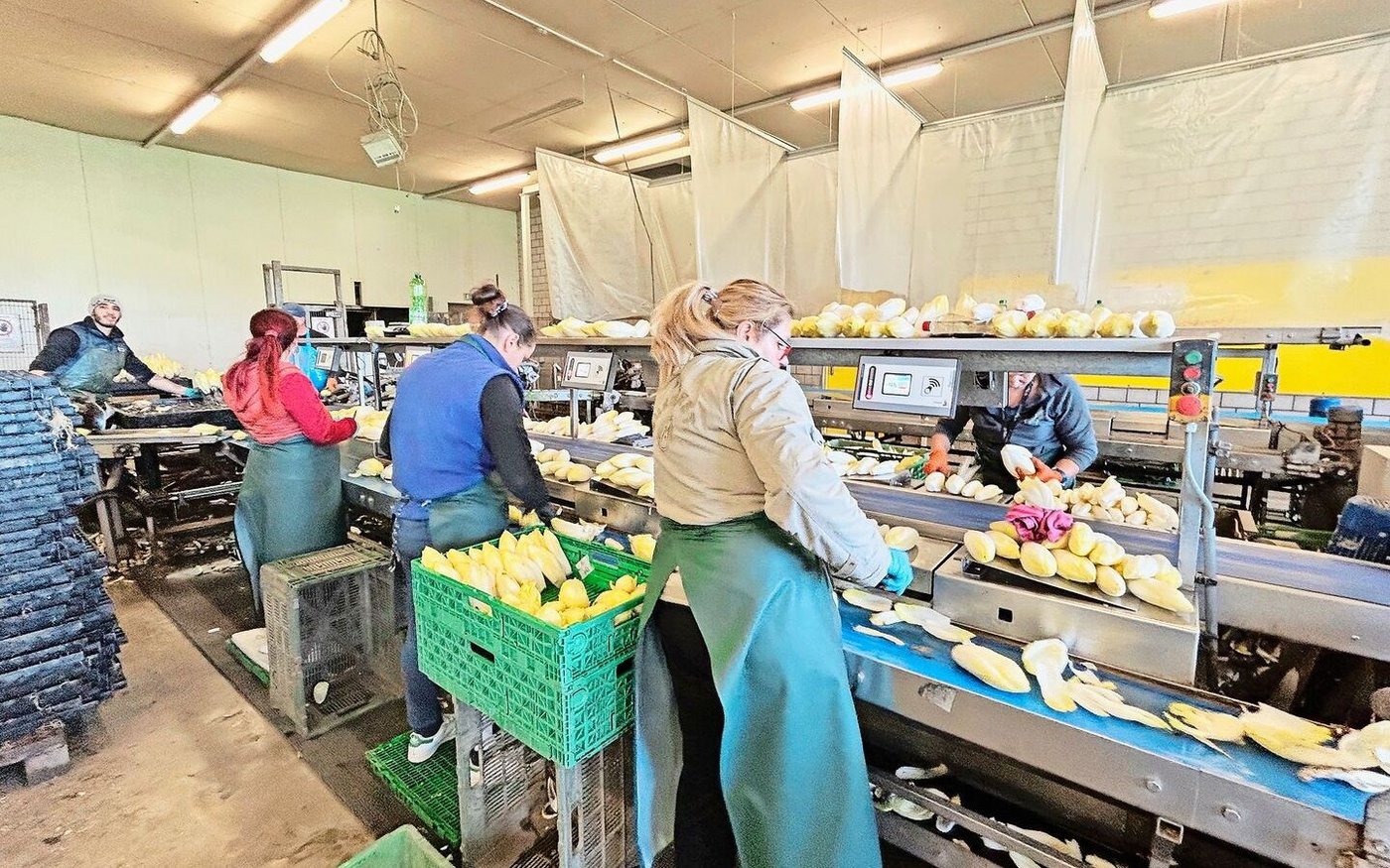 Im Aufbereitungsraum zupften die Mitarbeitenden den Chicorée zurecht und verpacken ihn in die 500 g-Säcke für den Verkauf.