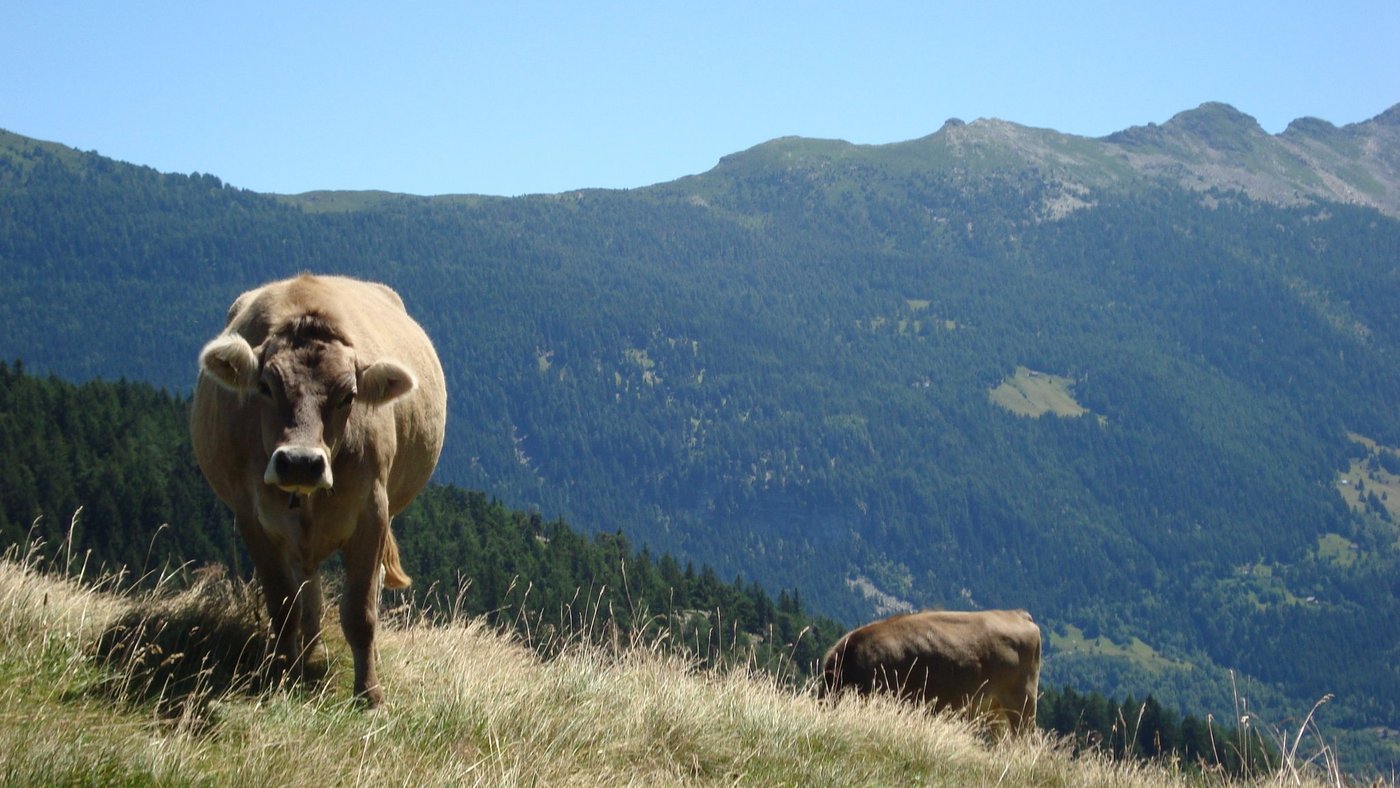 Die Schweizer Alpsaison wurde von der neunköpfigen Expertengruppe ebenfalls ausgewählt. (Bild BauZ)