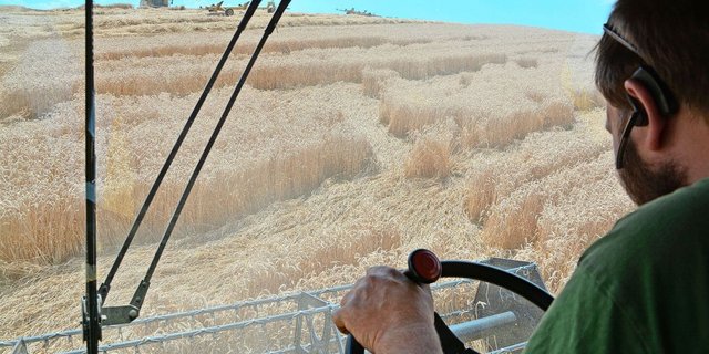 Die Expertise der produzierenden Landwirtschaft fehle in der beratenden Kommission des Bundesrates, so die Kritik von Bauernunternehmen.