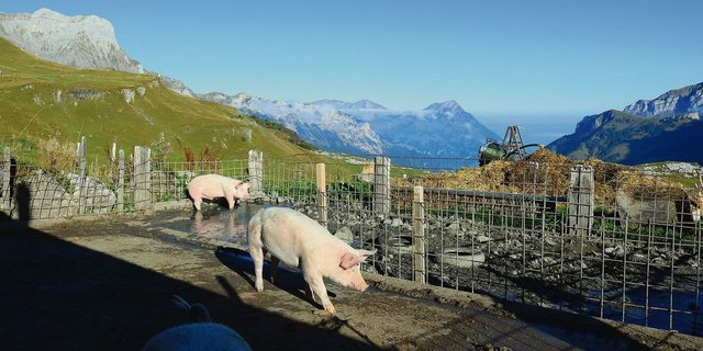 Aktuell darf das Sulbecken auf Naturboden über den Oberboden entwässert werden. Dies sollte ganzflächig erfolgen. Der Fressplatz ist betoniert und in die Güllegrube entwässert.