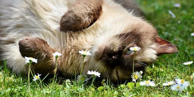 In der Schweiz waren 2017 knapp 495'000 Katzen in der Heimtierdatenbank Anis verzeichnet. (Bild Pixabay)