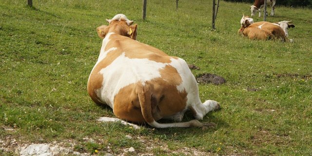 Wie insbesondere beim Stickstoff die Verlustminderung um 20 % per 2030 erreicht werden soll, ist laut Markus Ritter unklar. (Bild Pixabay)