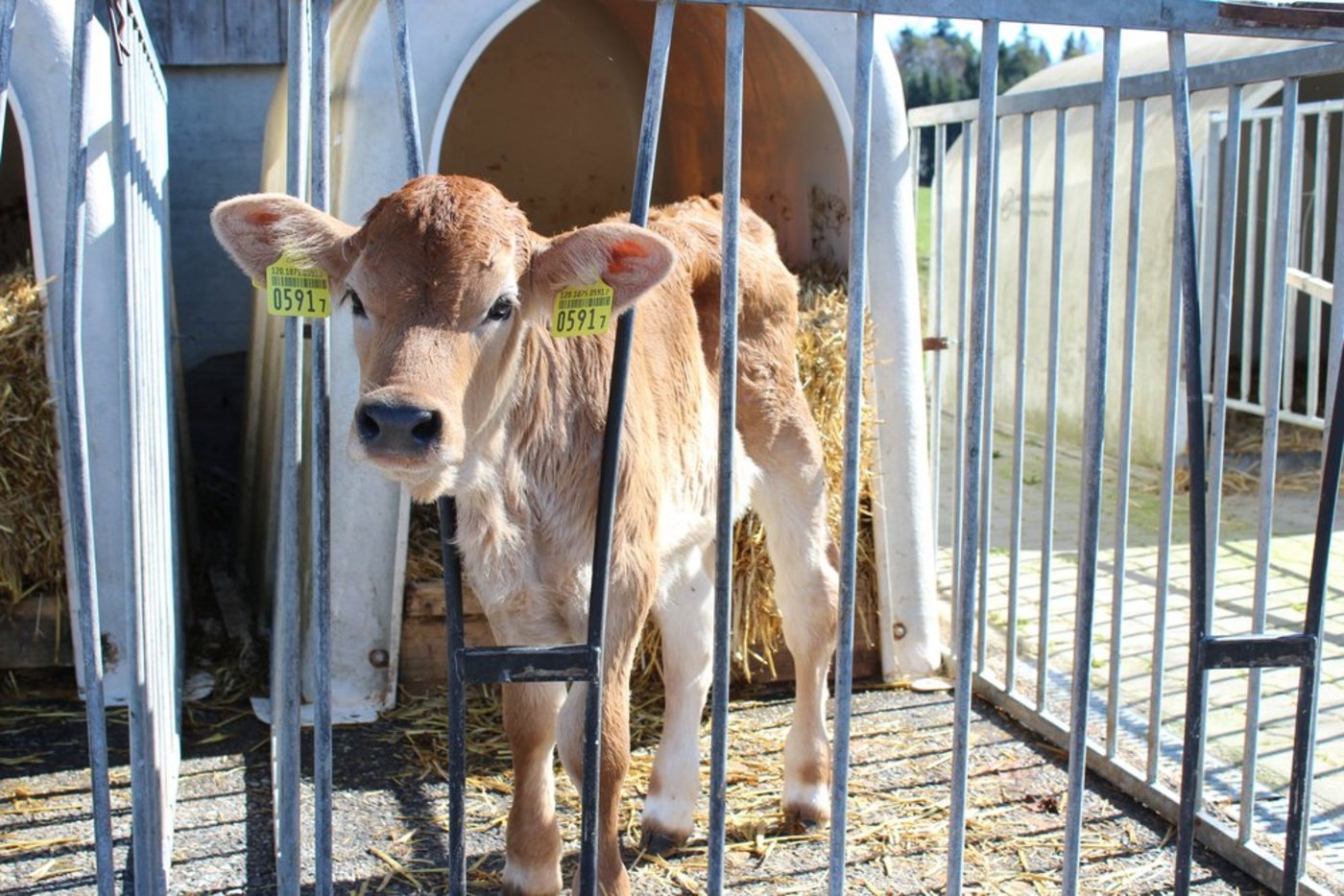 Das neue Kalbfleischprogramm soll Kunden aus dem Gastronomiesektor ansprechen. (BIld: SBV)