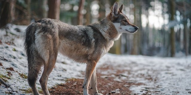 Ein Fall wie jener der Gantrisch-Wöfin dürfe sich nicht wiederholen. Daher seien wirksame Herdenschutzmassnahmen dringend umzusetzen. (Bild Tahoe / Unsplash)