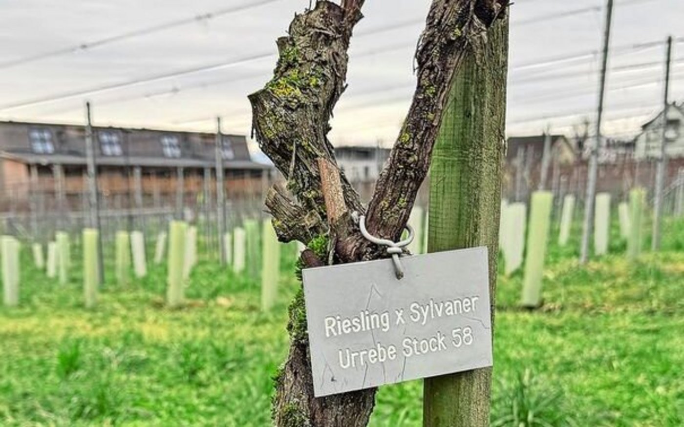 Er wächst nach wie vor an den Hängen des Zürichsees: der «Urstock 58», die erste Müller-Thurgau-Rebe. 