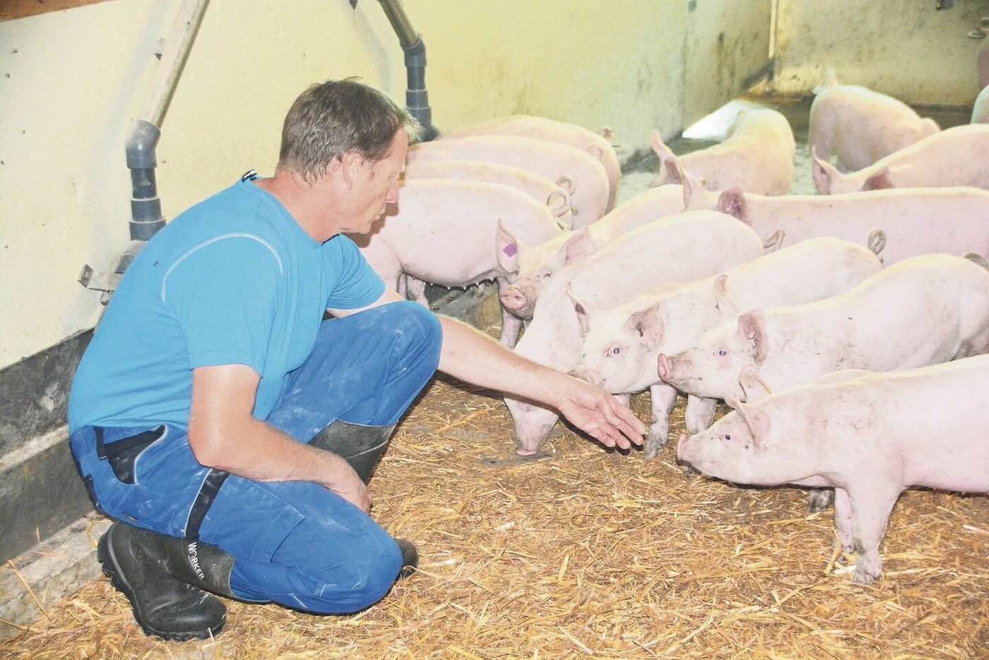 Angewöhnung: Franz Bucher nimmt sich vor allem für die Ankömmlinge auf dem Betrieb ausreichend Zeit.