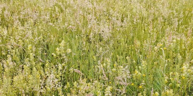 Lebensraum für Pflanzen und Bienen, aber auch eine kleine Apotheke für denjenigen, der die Kräutlein kennt. (Bild Daniela Joder)