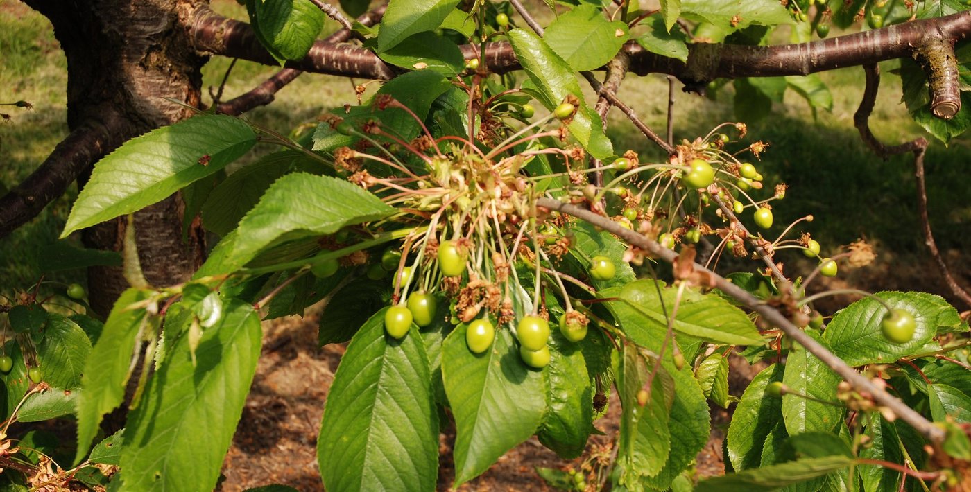 Hilfe bei Frostschäden ist bereit, Kantone nehmen Gesuche entgegen um den Schaden zu schätzen. (Bild zVg)