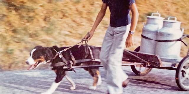 Peter Fankhauser mit dem Hund Bäri auf dem Käsereiweg. Das Bild dürfte über 40 Jahre alt sein. (Bild zVg)