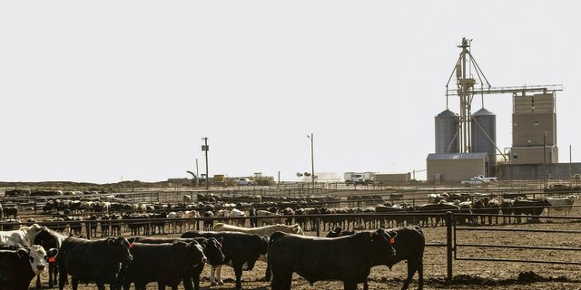 Ein Feedlot in Texas: Die amerikanische Landwirtschaft setzt auf Produktivitätsgewinne und Rationalisierung, um sich international Konkurrenzvorteile zu verschaffen. (Bild Markus Rediger/LID)