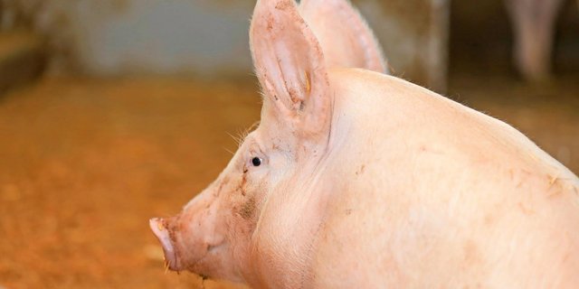 Ob Preis, Pro-Kopf-Konsum oder Betriebszahlen – auf dem Schweinemarkt sind die Zahlen rückläufig.