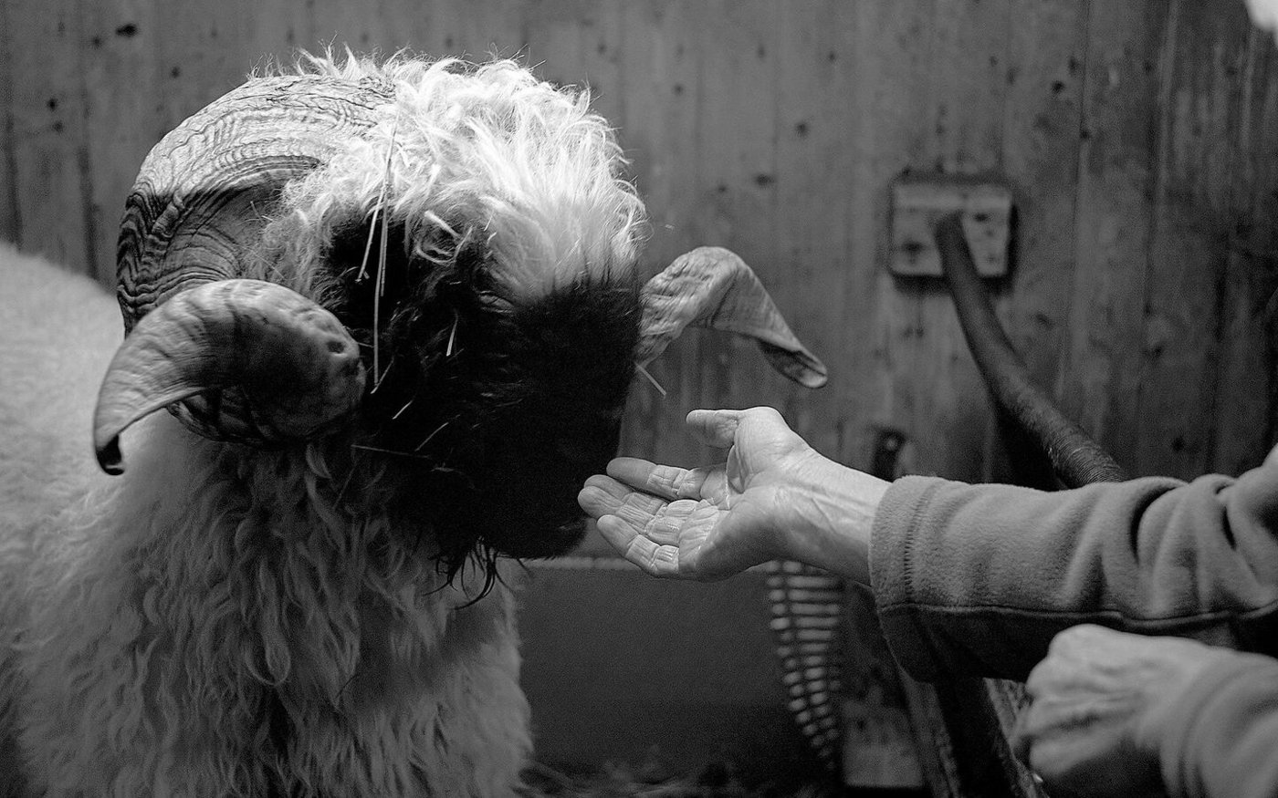 Ein Schwarznasenschaf zur Fütterungszeit. Man könnte das alte Brot dem Schaf geben – oder der Mensch nimmt es für sich selbst?