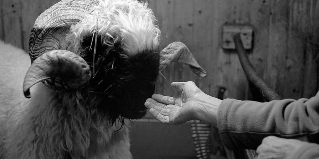 Ein Schwarznasenschaf zur Fütterungszeit. Man könnte das alte Brot dem Schaf geben – oder der Mensch nimmt es für sich selbst?