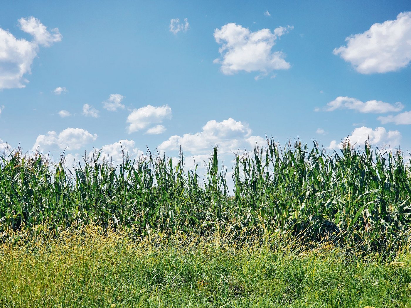 Auch die USA sind von Unwettern heimgesucht worden. Der Mais hat Hagelschäden davongetragen. (Bild Melanie Reinmann)