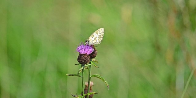 Besonders auf die Biodiversität hat der Biolandbau nachweislich einen positiven Einfluss.