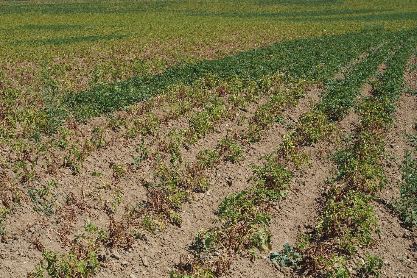 Trockenheitsschäden wie hier an Kartoffeln in der Region Moudon VD können bei der Versicherung  Schweizer Hagel abgedeckt werden. (Bild zVg)