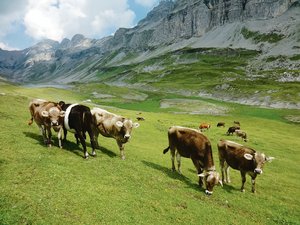Steigende Temperaturen beschleunigen das Wachstum von Wiesenpflanzen, aber dadurch wird auch die Wasserversorgung schneller zum Problem.(Bild BauZ)