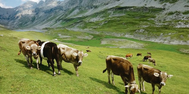 Steigende Temperaturen beschleunigen das Wachstum von Wiesenpflanzen, aber dadurch wird auch die Wasserversorgung schneller zum Problem.(Bild BauZ)