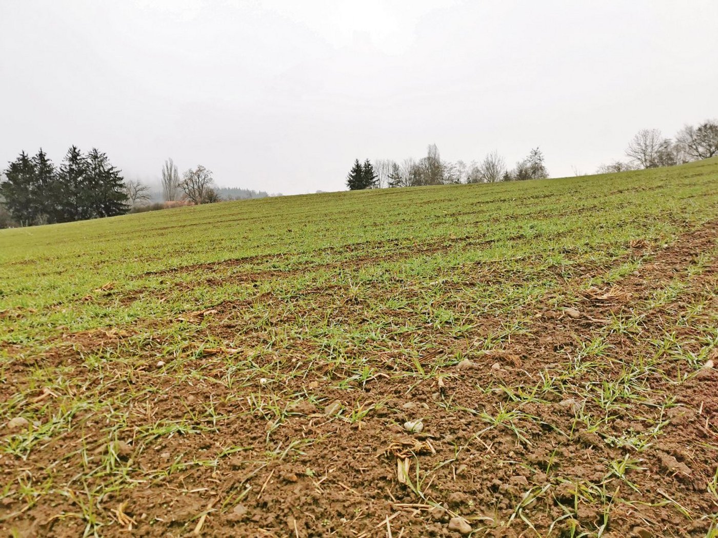 Bei 44 % der rund 737 ha Getreide in weiter Reihe, die in diesem Jahr geerntet wurden, handelt es sich um Winterweizen. (Bild sb)
