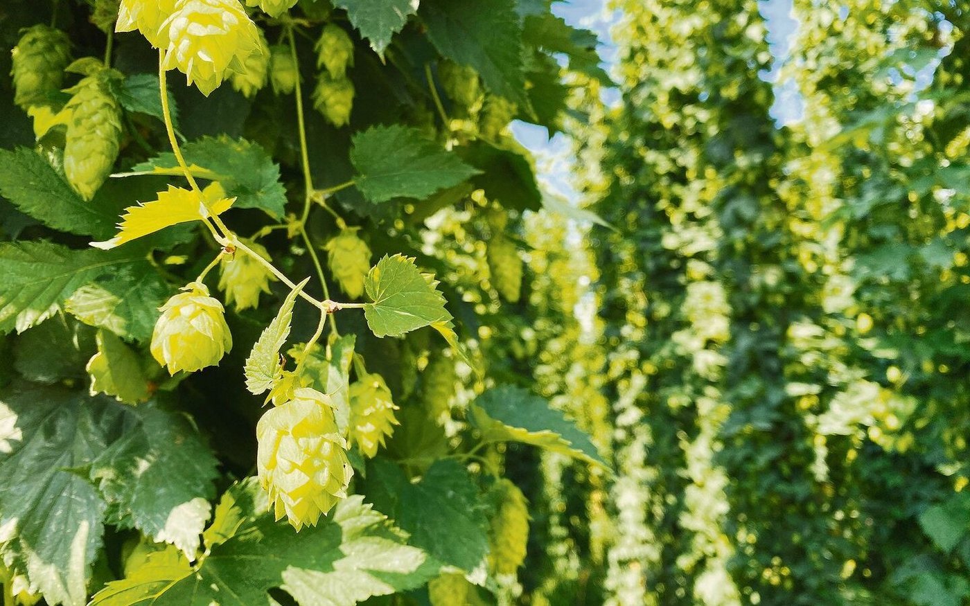 Aktuell wird das Gros des Schweizer Hopfens in Deutschland veredelt und als Hopfenpellets zurück in die Schweiz geliefert. 