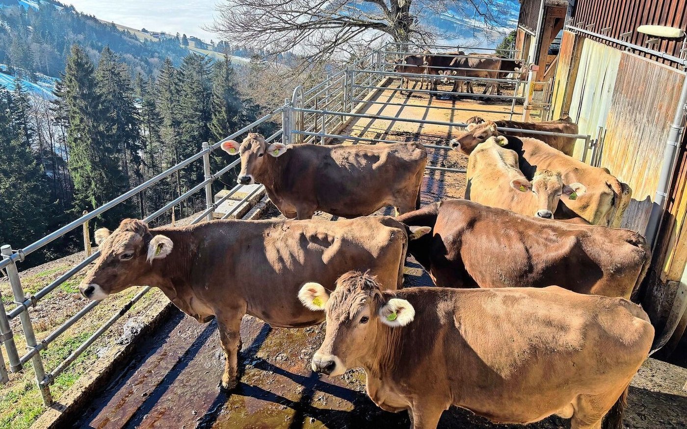 Der Landwirt vermutet, dass die Gnitzen von Westen den Weg zum Betrieb gefunden haben. 